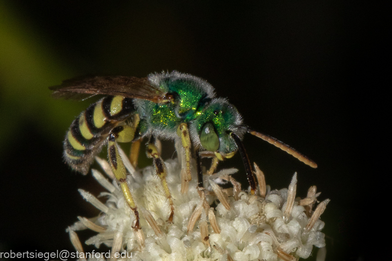 emily renzel wetlands